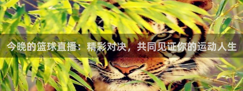 搜球体育下载：今晚的篮球直播：精彩对决，共同见证你的运动人生